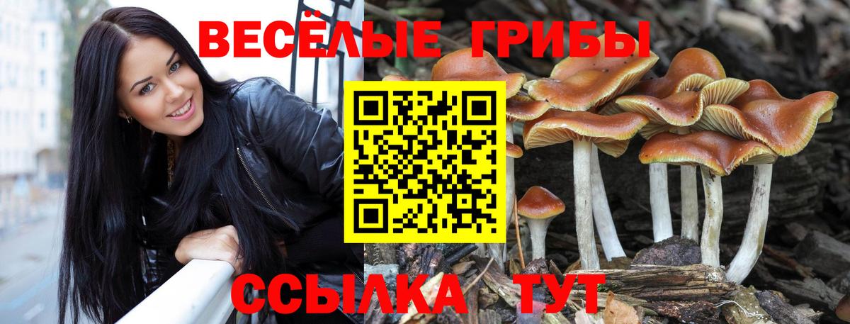 Псилоцибиновые грибы Psilocybe  Галлюциногенные грибы прущие грибы  Избербаш  Вход с VPN 